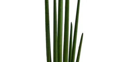 3.5' Sansevieria Artificial Plant in Green by Bellanest