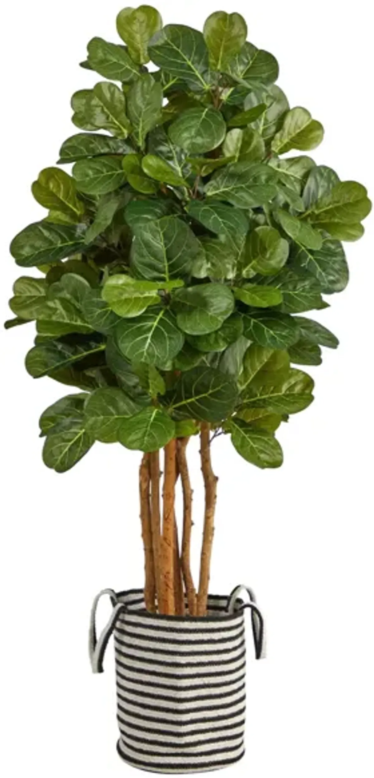 5' Fiddle Leaf Fig Artificial Tree in Cotton Planter in Green by Bellanest