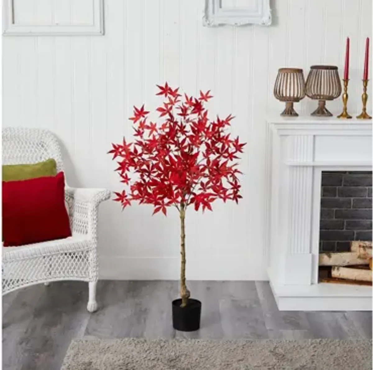 Fall foliage 4ft Maple Tree