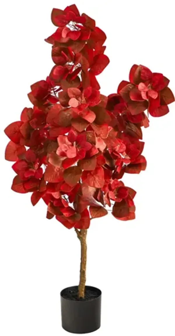 Fall foliage 4ft Pomegranate Tree