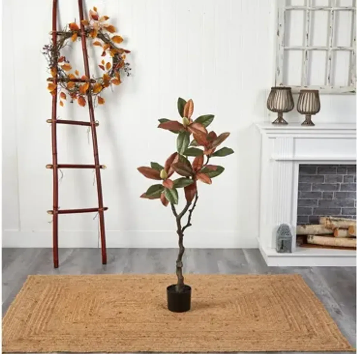 Fall foliage 4ft Magnolia Tree