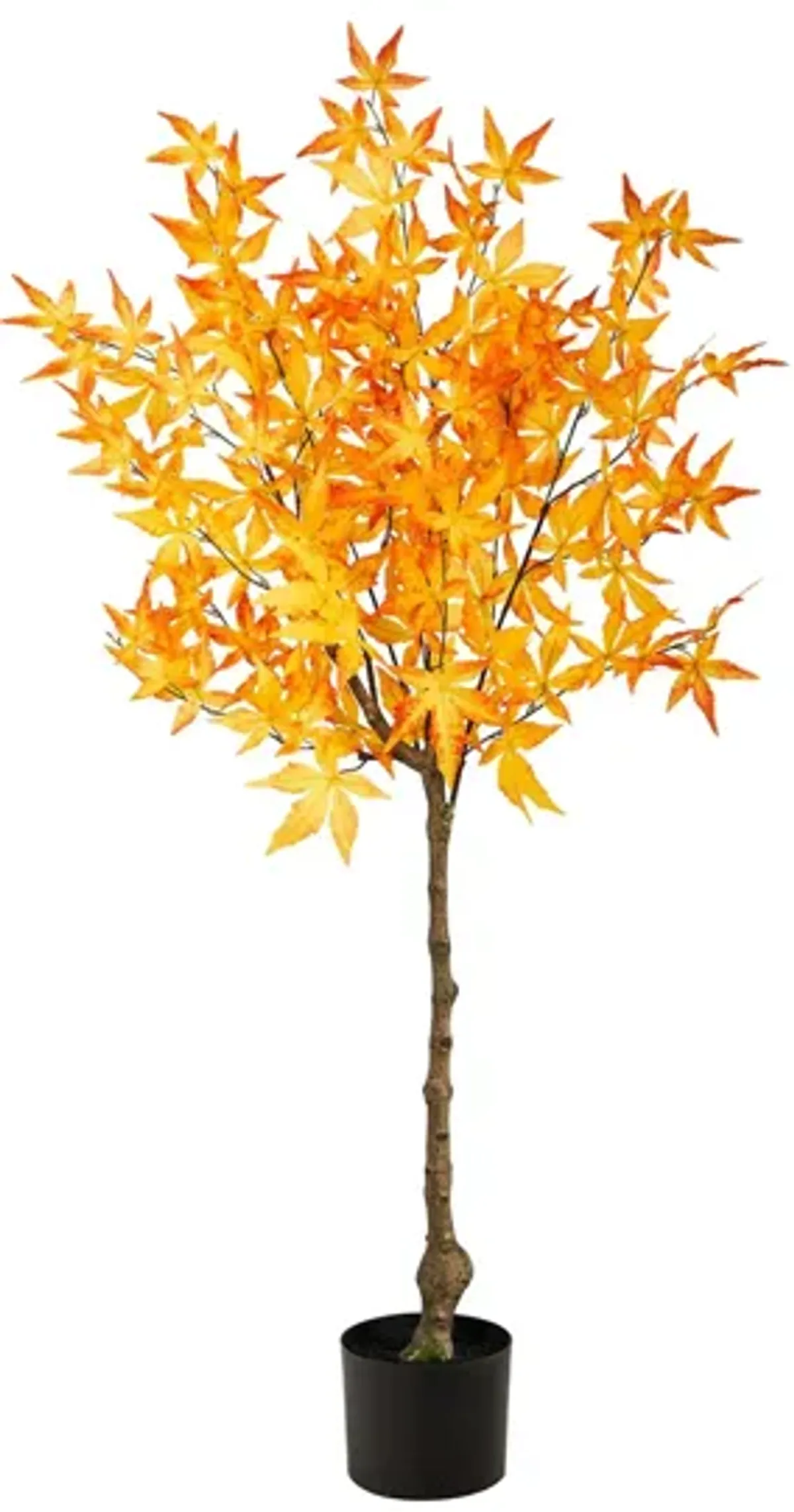 Fall foliage 4ft Harvest Maple Tree