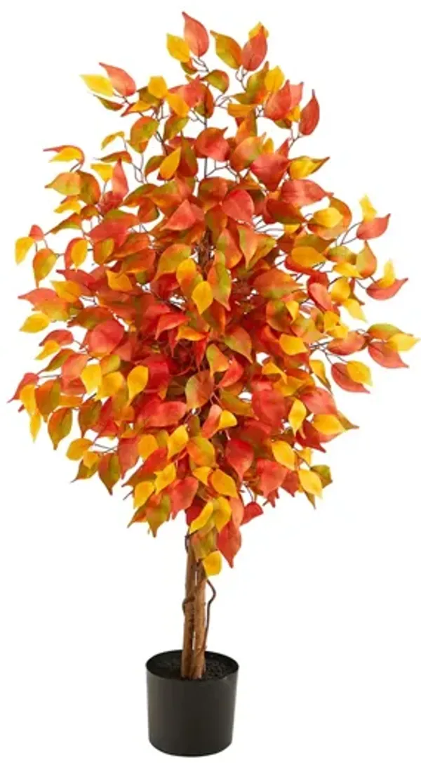 Fall foliage 4ft Ficus Tree