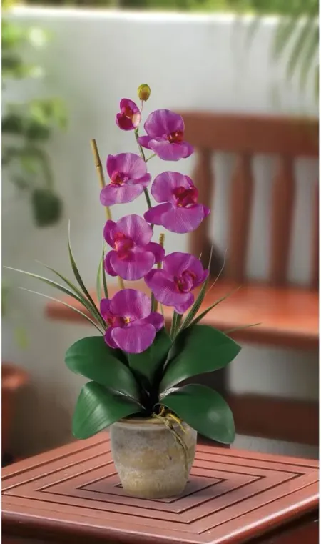 Phalaenopsis Silk Orchid Flower Artificial Arrangement in Orchid by Bellanest