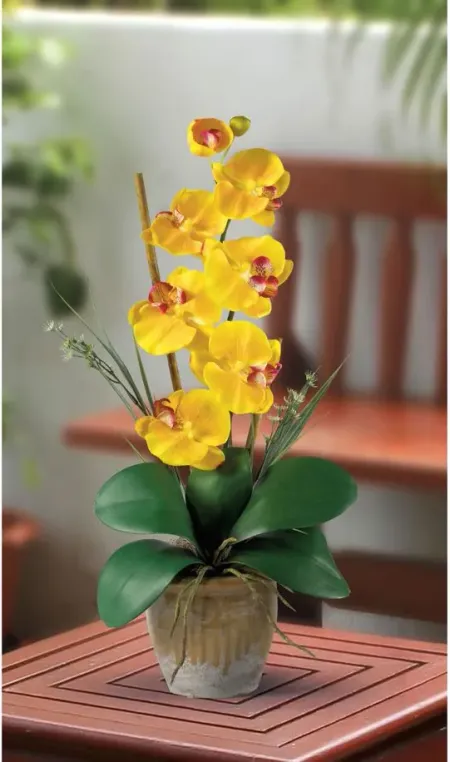 Phalaenopsis Silk Orchid Flower Arrangement in Yellow by Bellanest