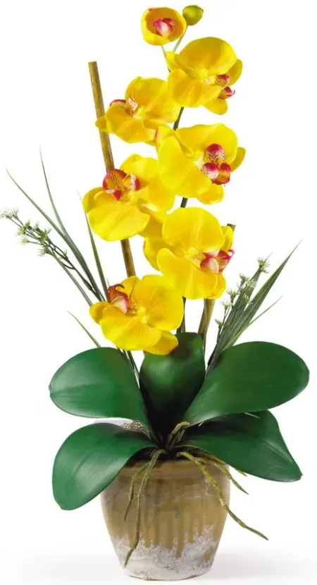 Phalaenopsis Silk Orchid Flower Arrangement in Yellow by Bellanest