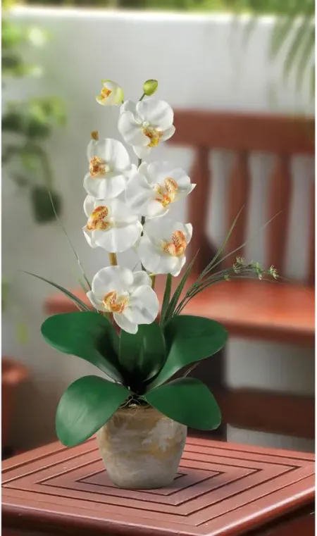 Phalaenopsis Silk Orchid Flower Artificial Arrangement in Cream by Bellanest