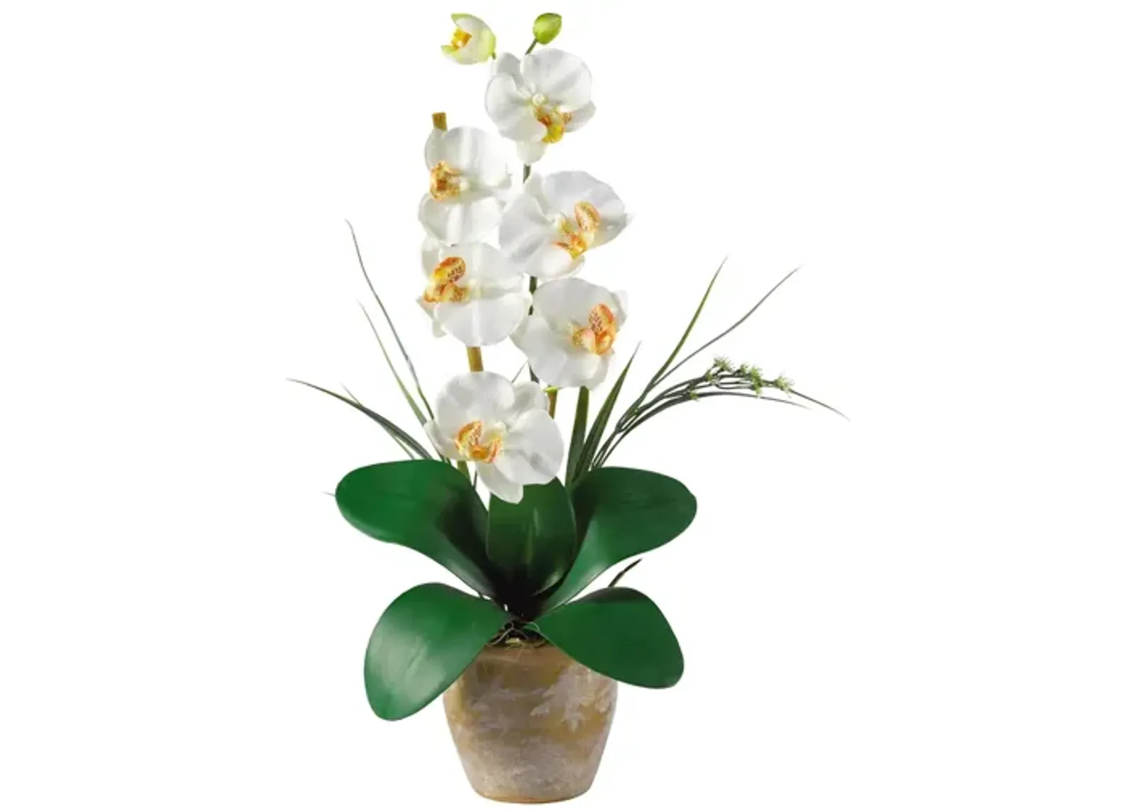 Phalaenopsis Silk Orchid Flower Artificial Arrangement in Cream by Bellanest