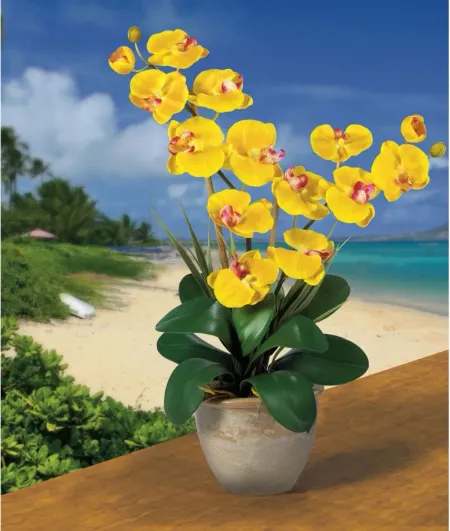 Double Phalaenopsis Silk Orchid Flower Arrangement in Yellow by Bellanest