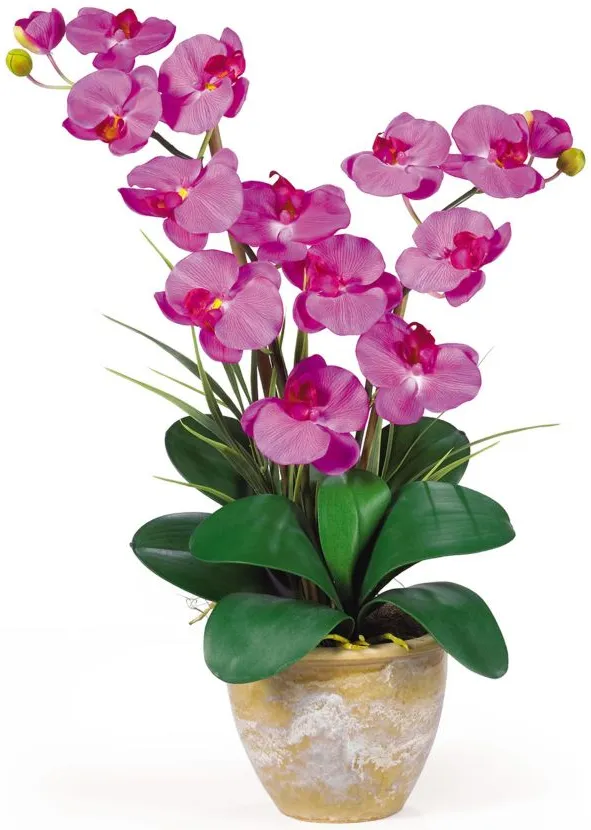 Double Phalaenopsis Silk Orchid Flower Artificial Arrangement in Orchid by Bellanest