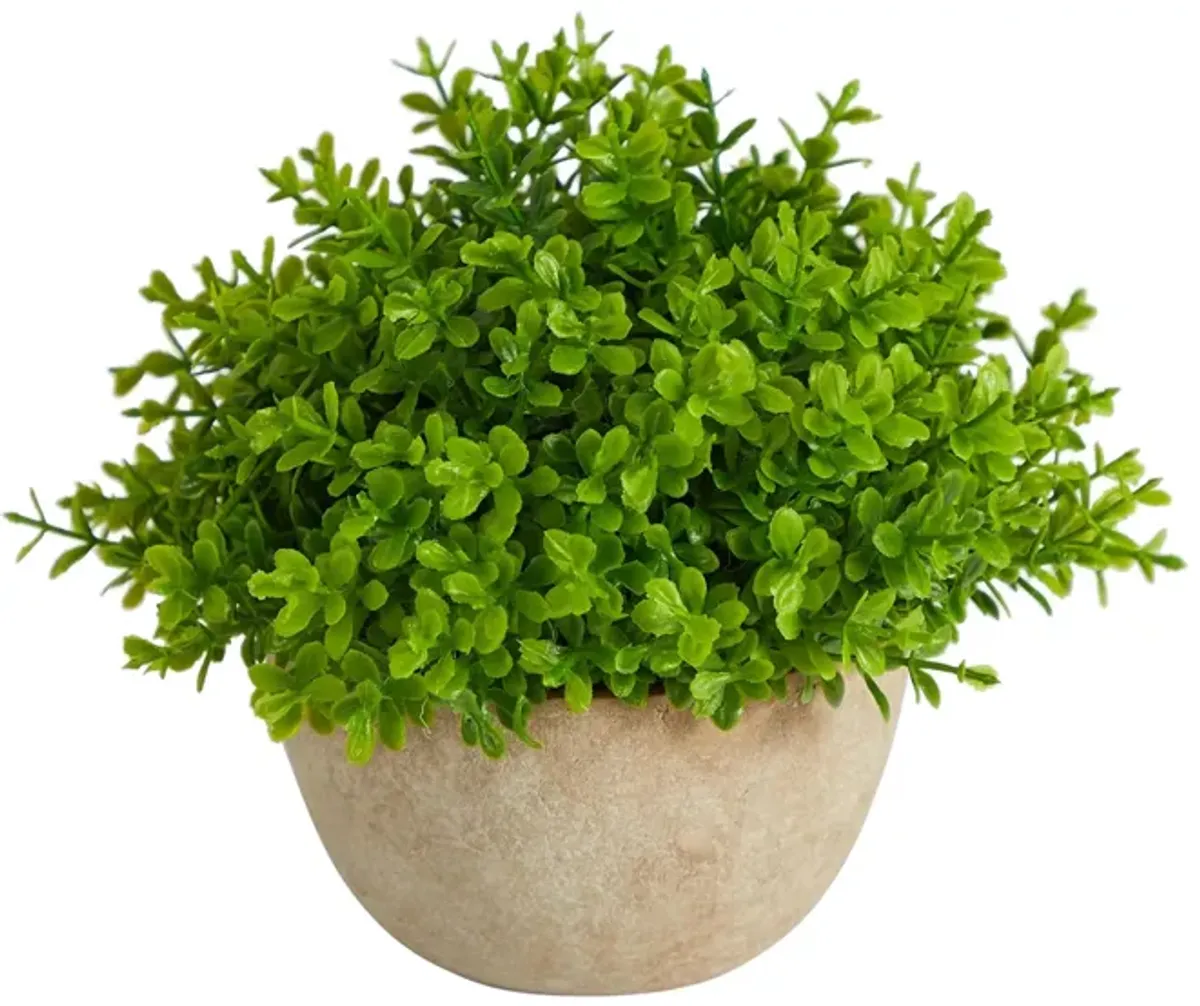 5in. Boxwood Artificial Plant in Decorative Planter