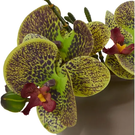 7in. Phalaenopsis Orchid Artificial Arrangement, Set of 3 in Multicolor by Bellanest