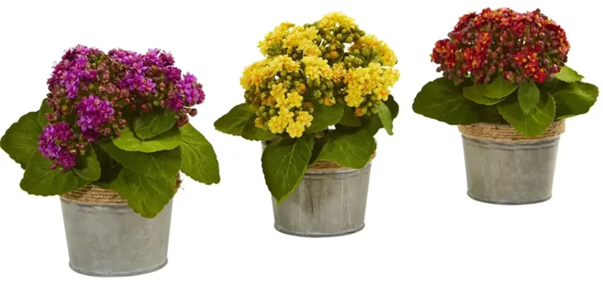 Kalanchoe Artificial Arrangements (Set of 3) in Multicolor by Bellanest