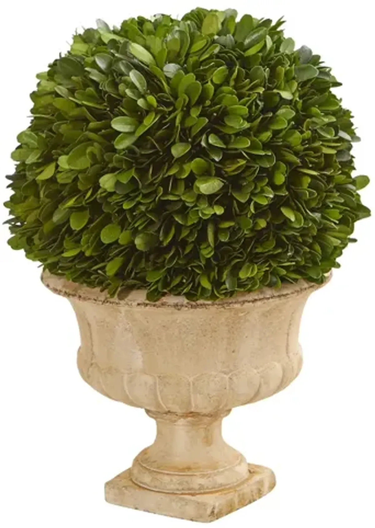 12in. Boxwood Topiary Ball Preserved Plant in Decorative Urn in Green by Bellanest