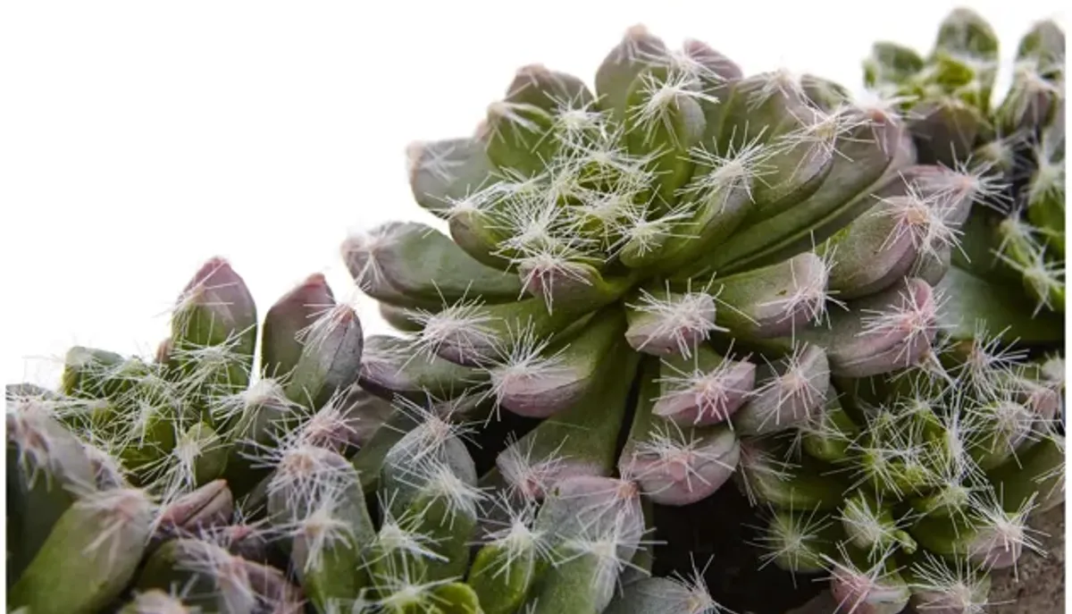 Succulent Garden with Textured Concrete Planter