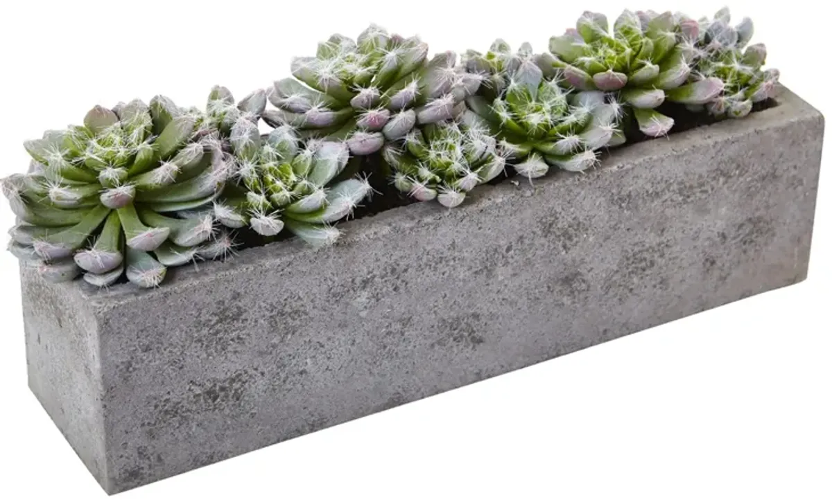 Succulent Garden with Textured Concrete Planter in Green by Bellanest