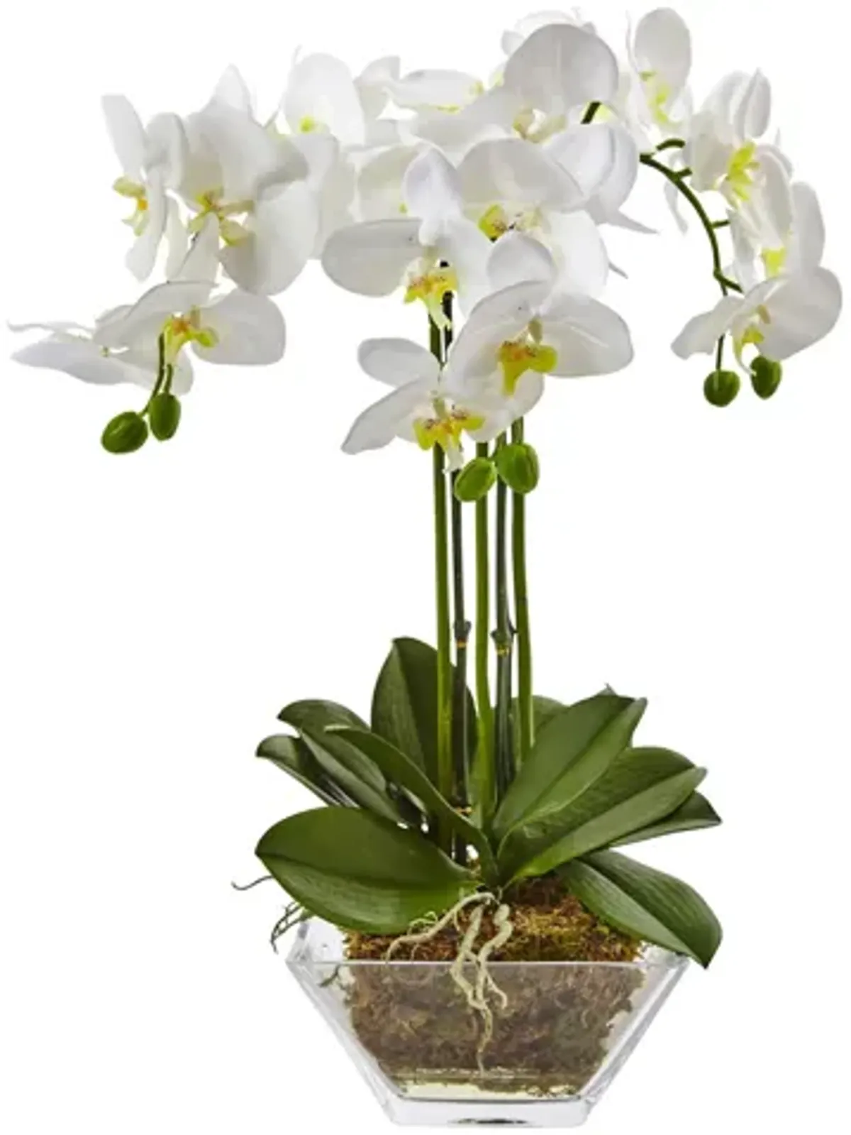 Triple Phalaenopsis Orchid in Glass Vase in White by Bellanest