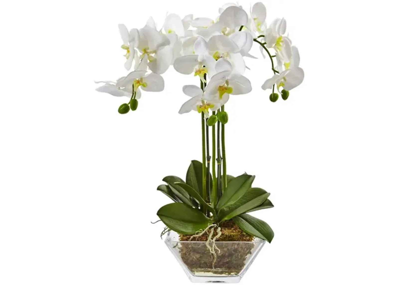 Triple Phalaenopsis Orchid in Glass Vase in White by Bellanest