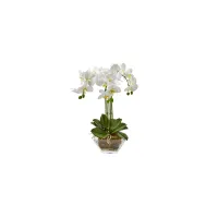 Triple Phalaenopsis Orchid in Glass Vase in White by Bellanest