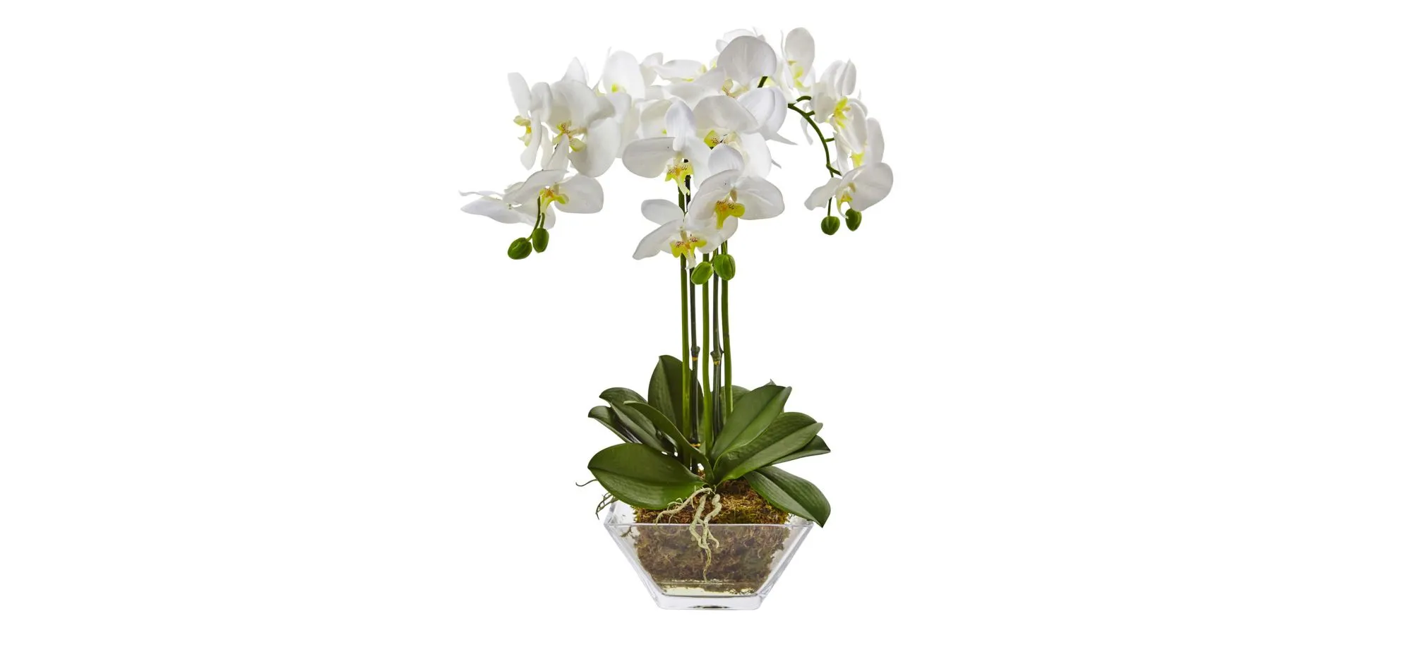Triple Phalaenopsis Orchid in Glass Vase in White by Bellanest