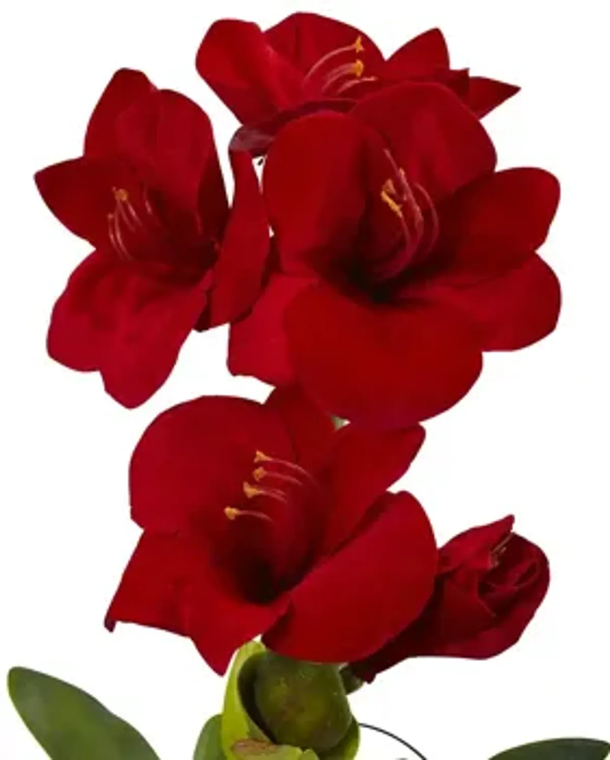 24in. Amaryllis with Vase