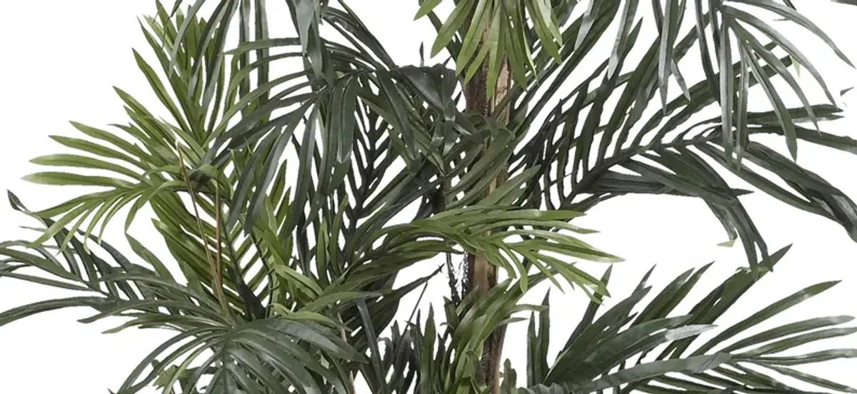 5ft. Robellini Palm Silk Tree