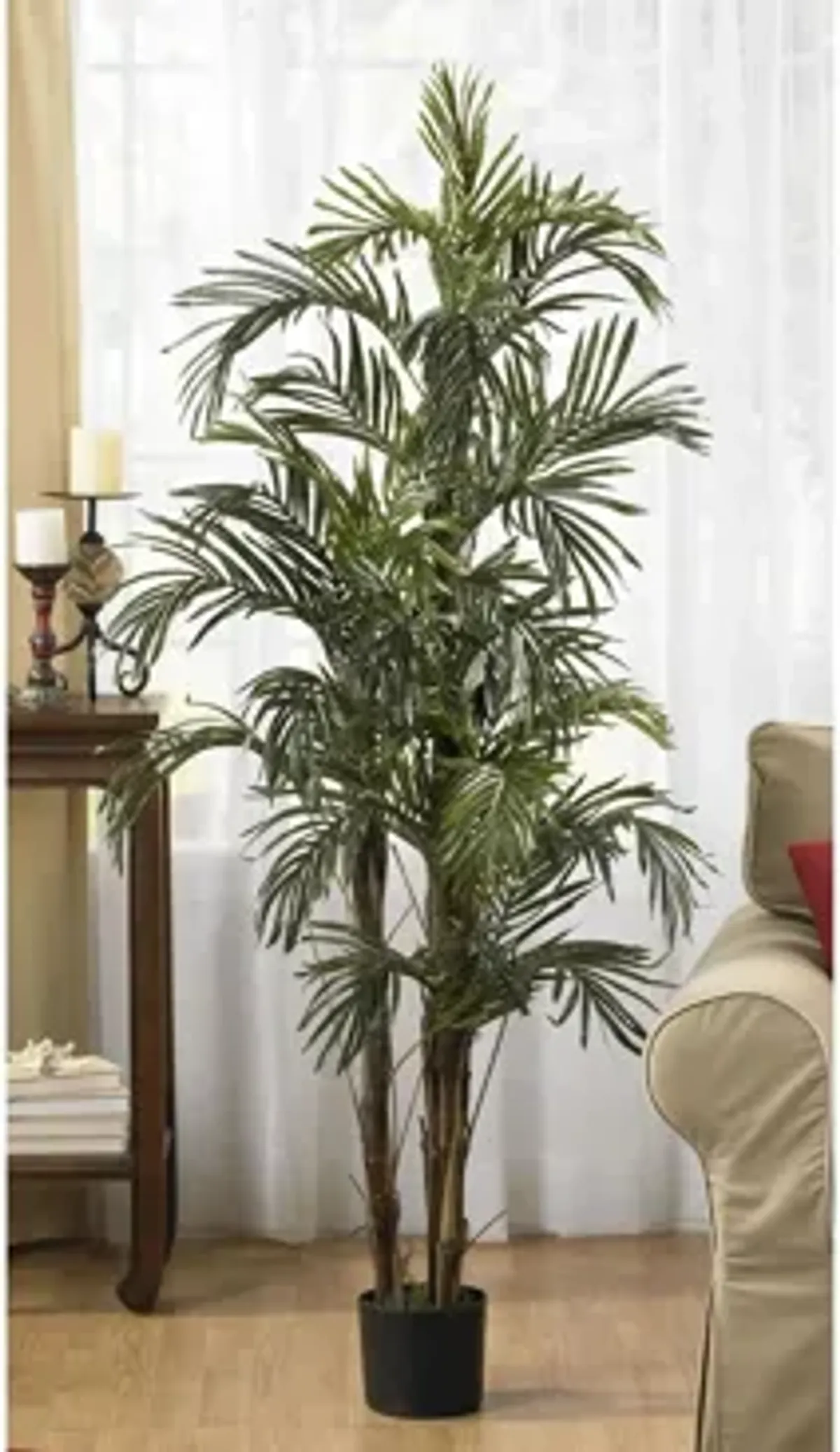 5ft. Robellini Palm Silk Tree