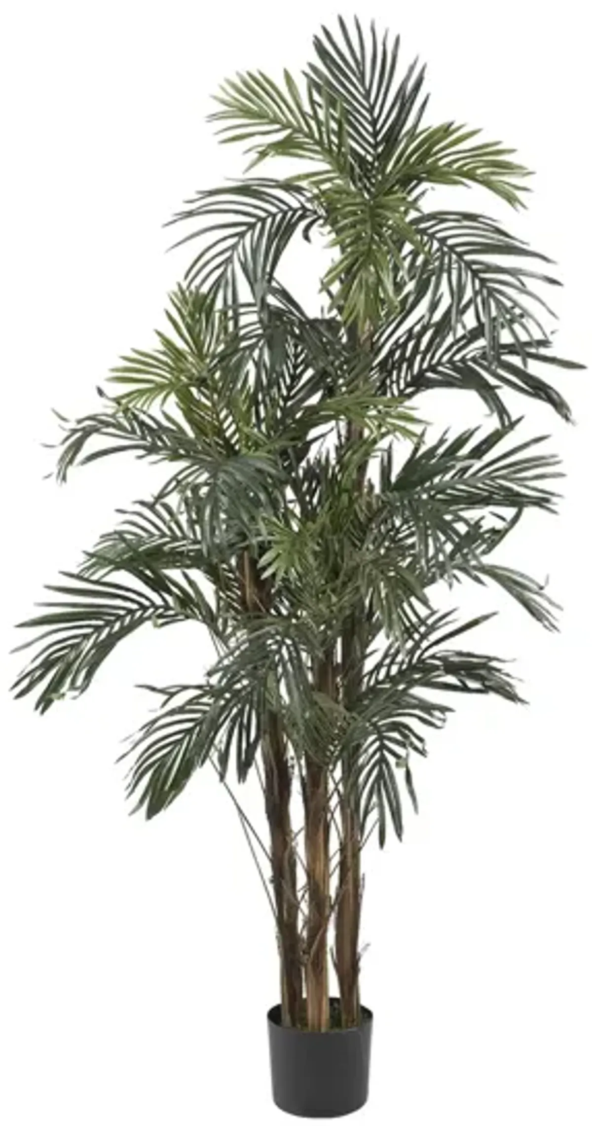 5ft. Robellini Palm Silk Tree