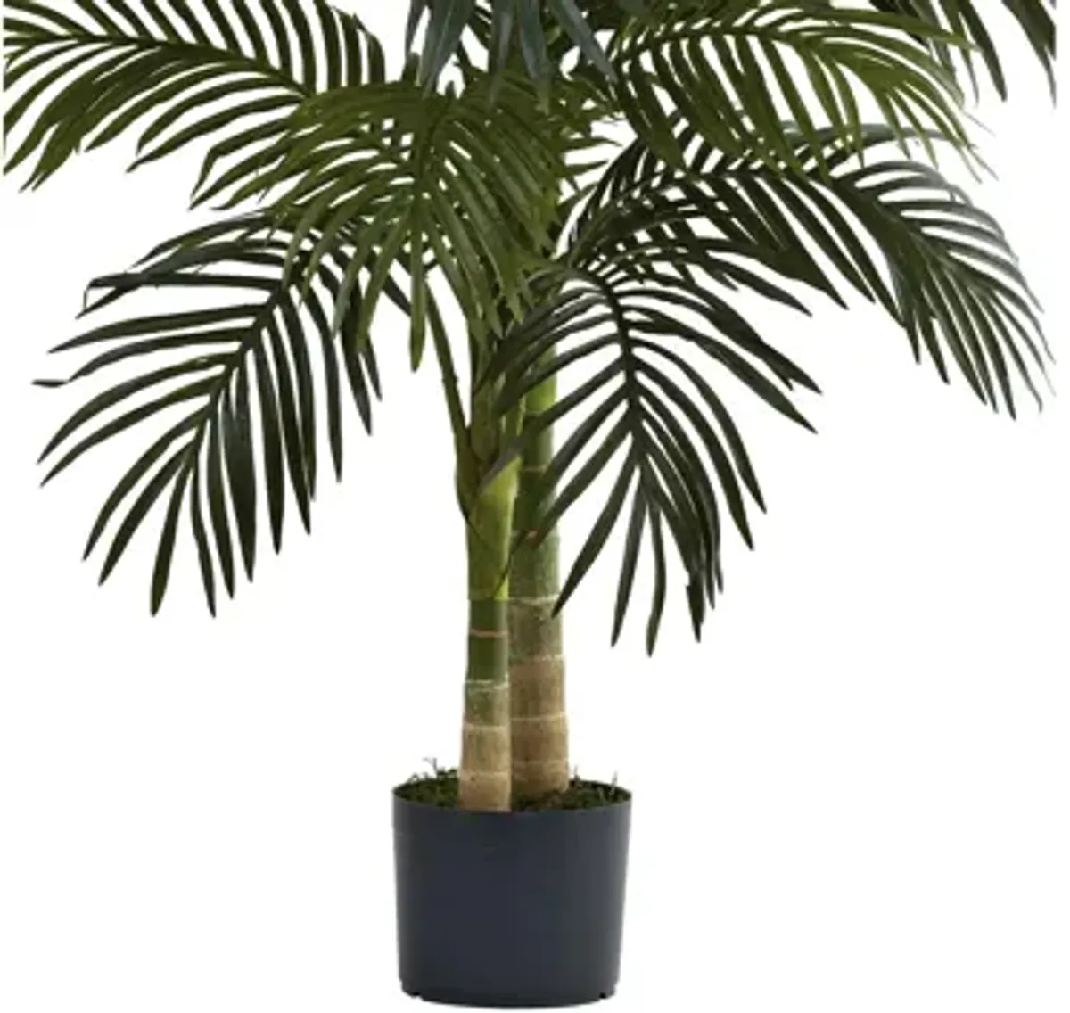 4ft. Golden Cane Palm Tree