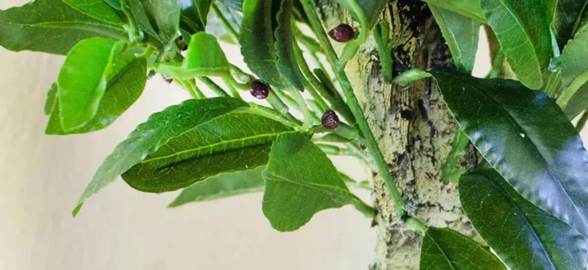 5ft. Triple Bay Leaf Topiary (Indoor/Outdoor)