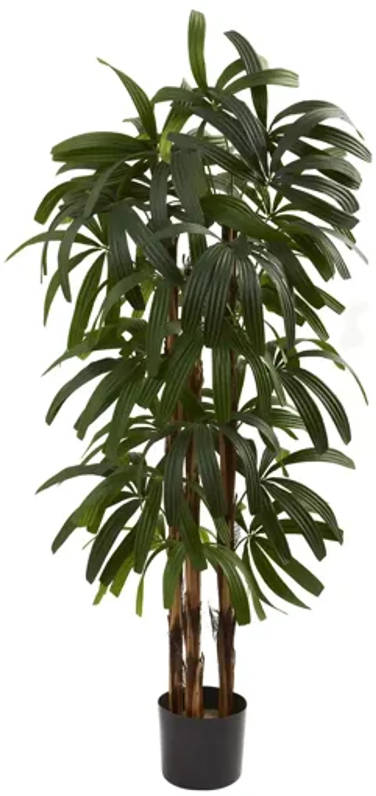 4ft. Raphis Palm Tree in Green by Bellanest