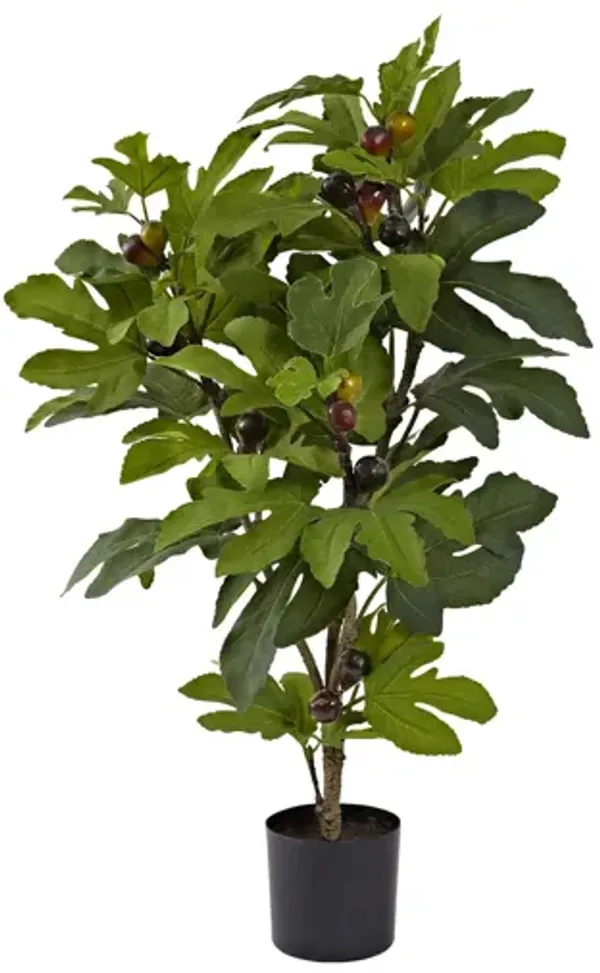 32in. Fig Tree with 15 Figs