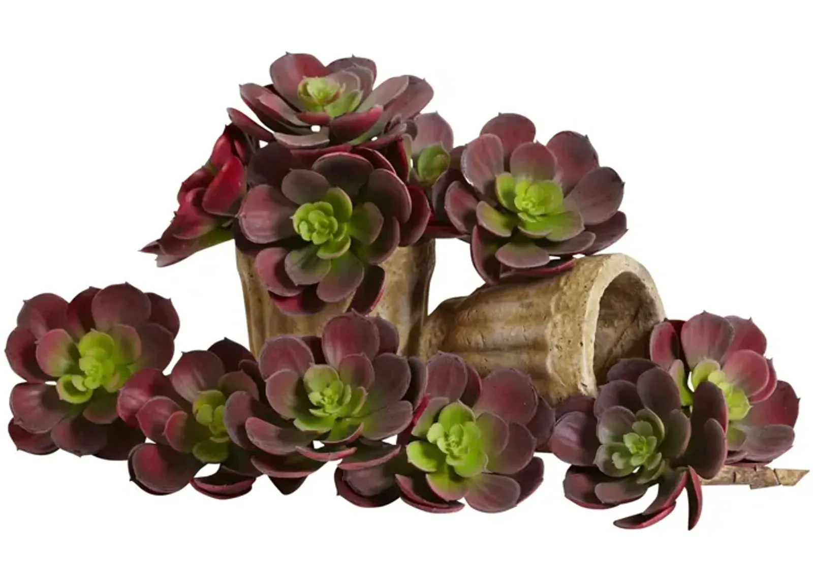 5in. Echeveria Succulent Plant (Set of 12) in Burgundy by Bellanest