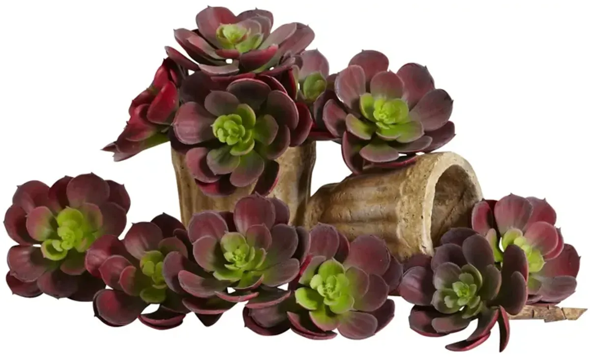 5in. Echeveria Succulent Plant (Set of 12) in Burgundy by Bellanest