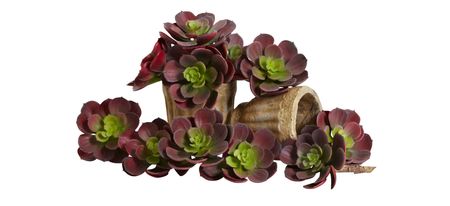 5in. Echeveria Succulent Plant (Set of 12) in Burgundy by Bellanest