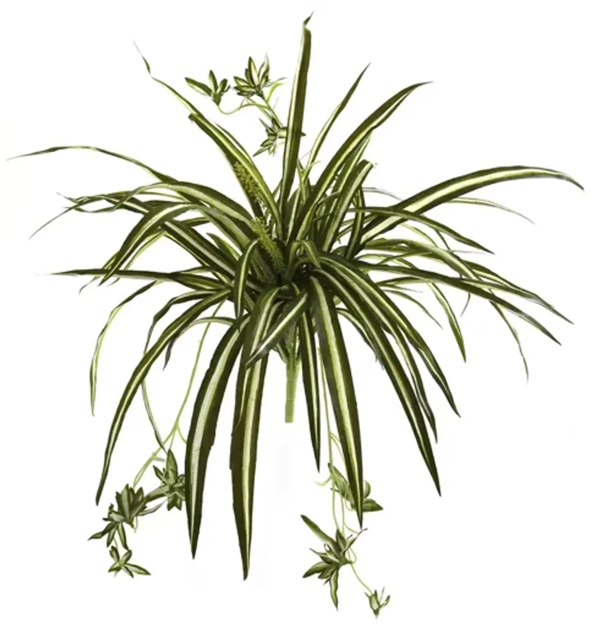 23in. Spider Plant Bush (Set of 4)