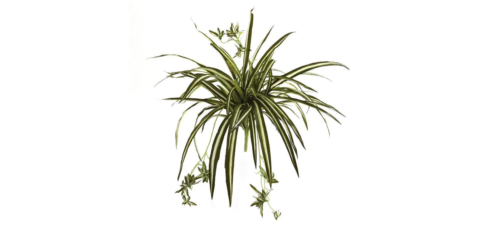 23in. Spider Plant Bush (Set of 4) in Green by Bellanest