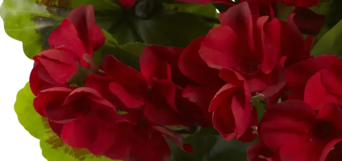 Geranium Artificial Bush (Set of 4) (Indoor/Outdoor)