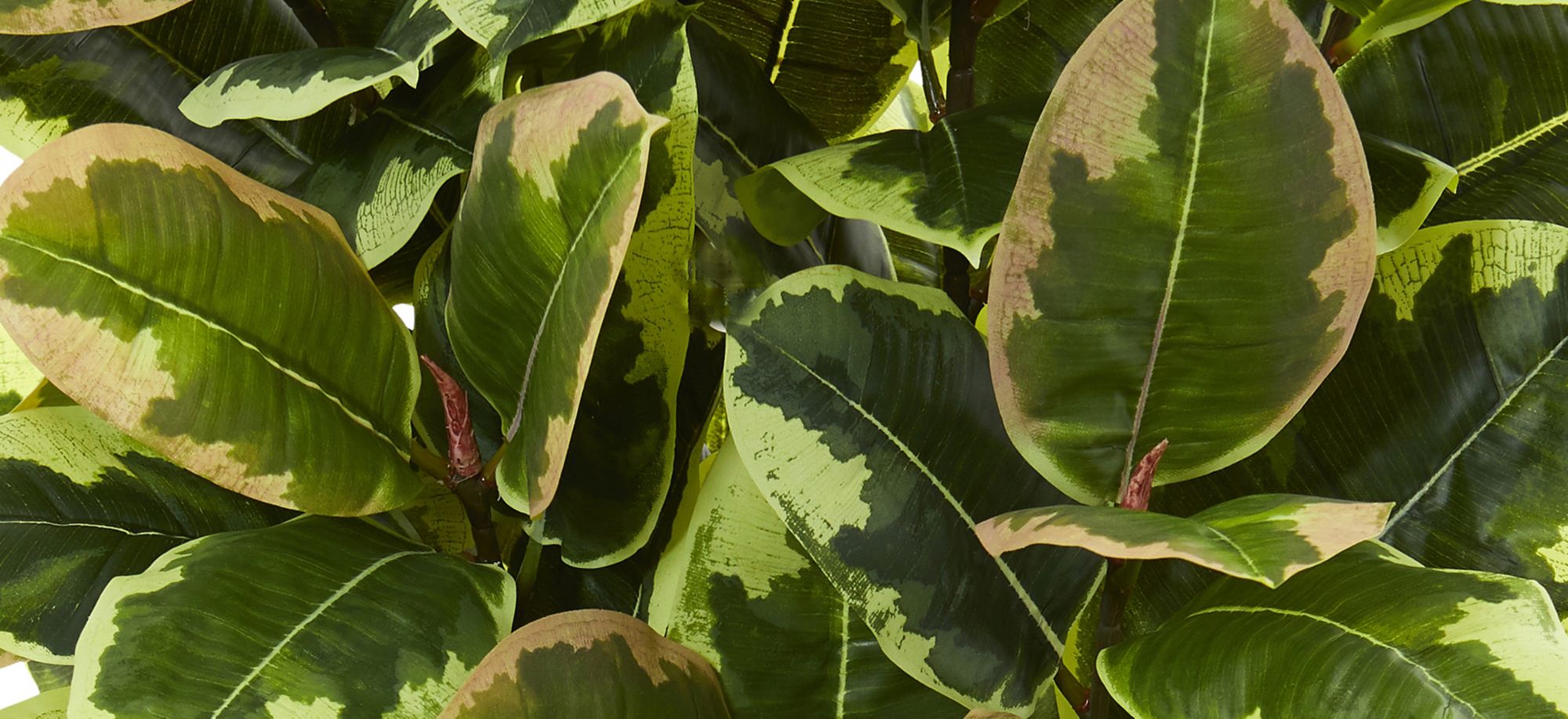 Variegated Rubber Leaf Artificial Plant in Green by Bellanest