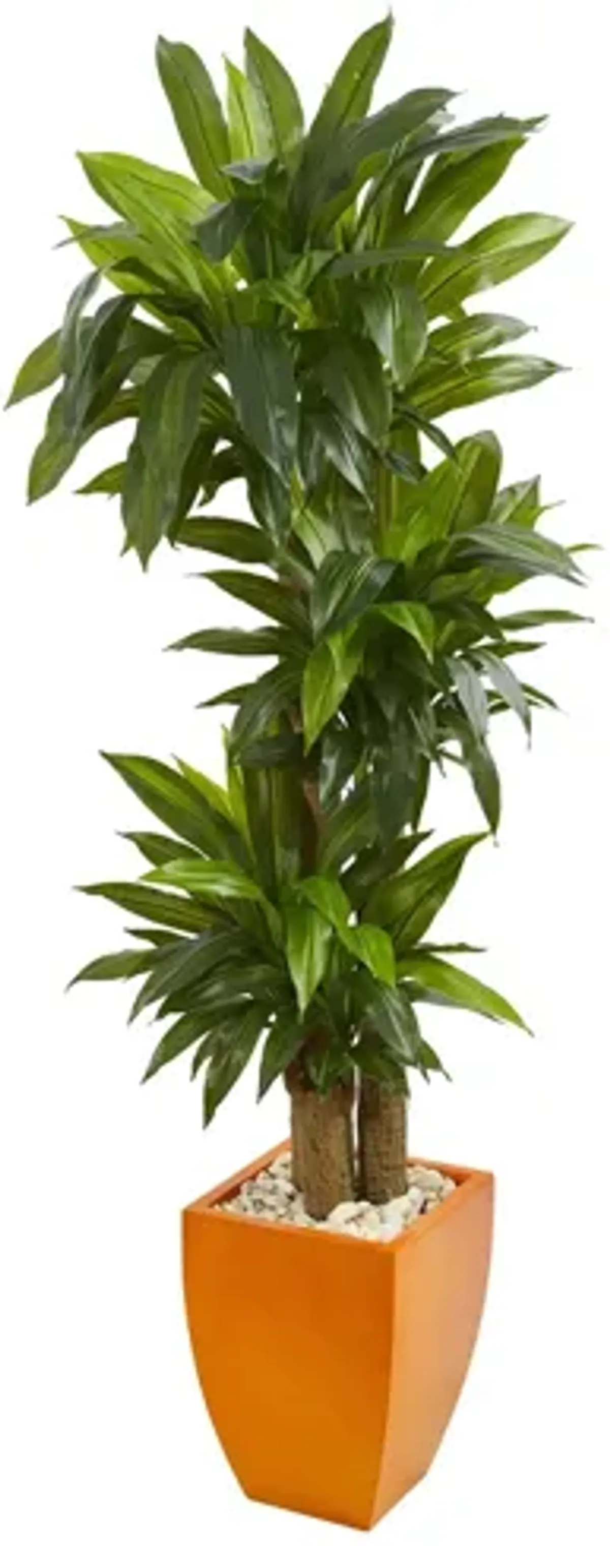 5.5ft. Dracaena Plant in Orange Planter in Green by Bellanest