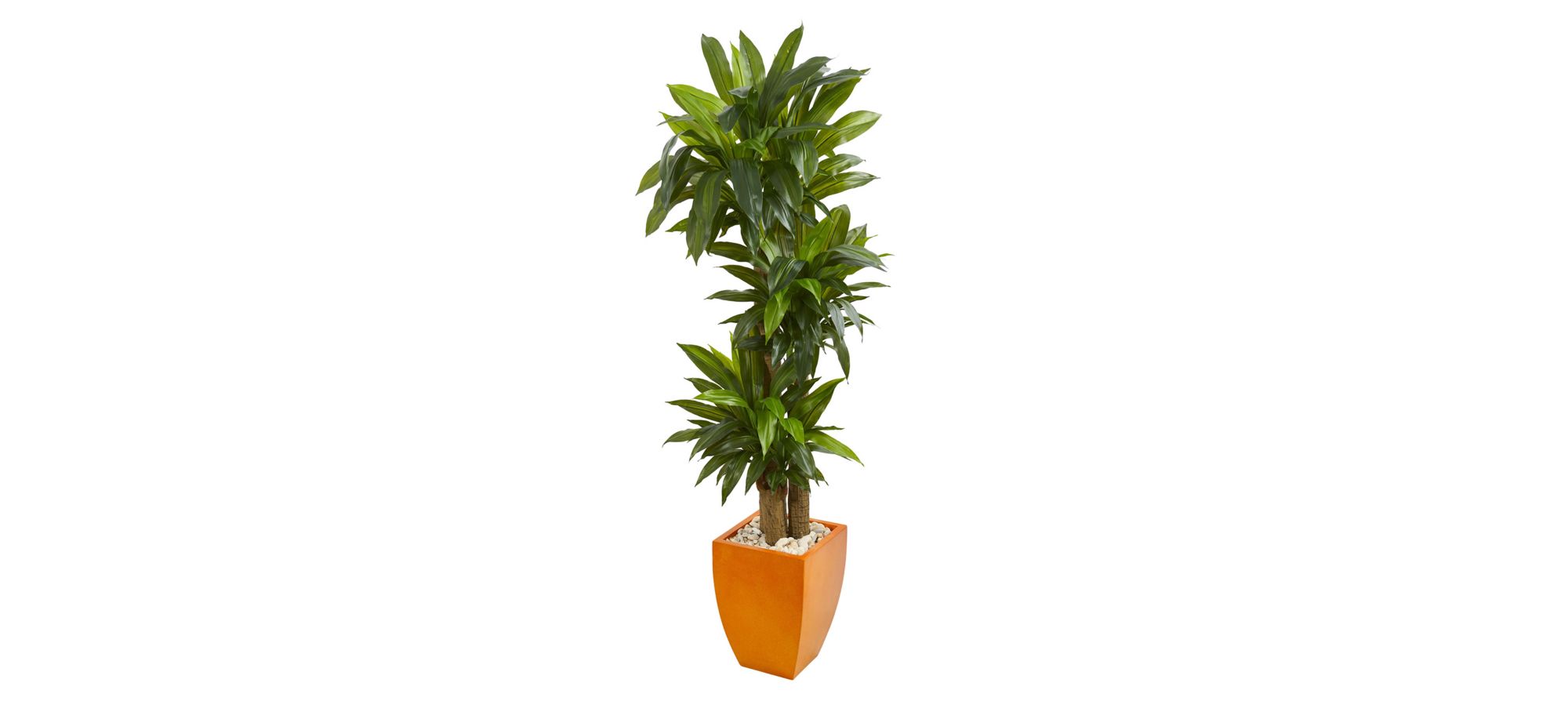 5.5ft. Dracaena Plant in Orange Planter in Green by Bellanest