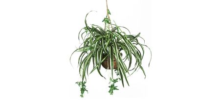 Spider Hanging Basket Silk Plant in Green by Bellanest