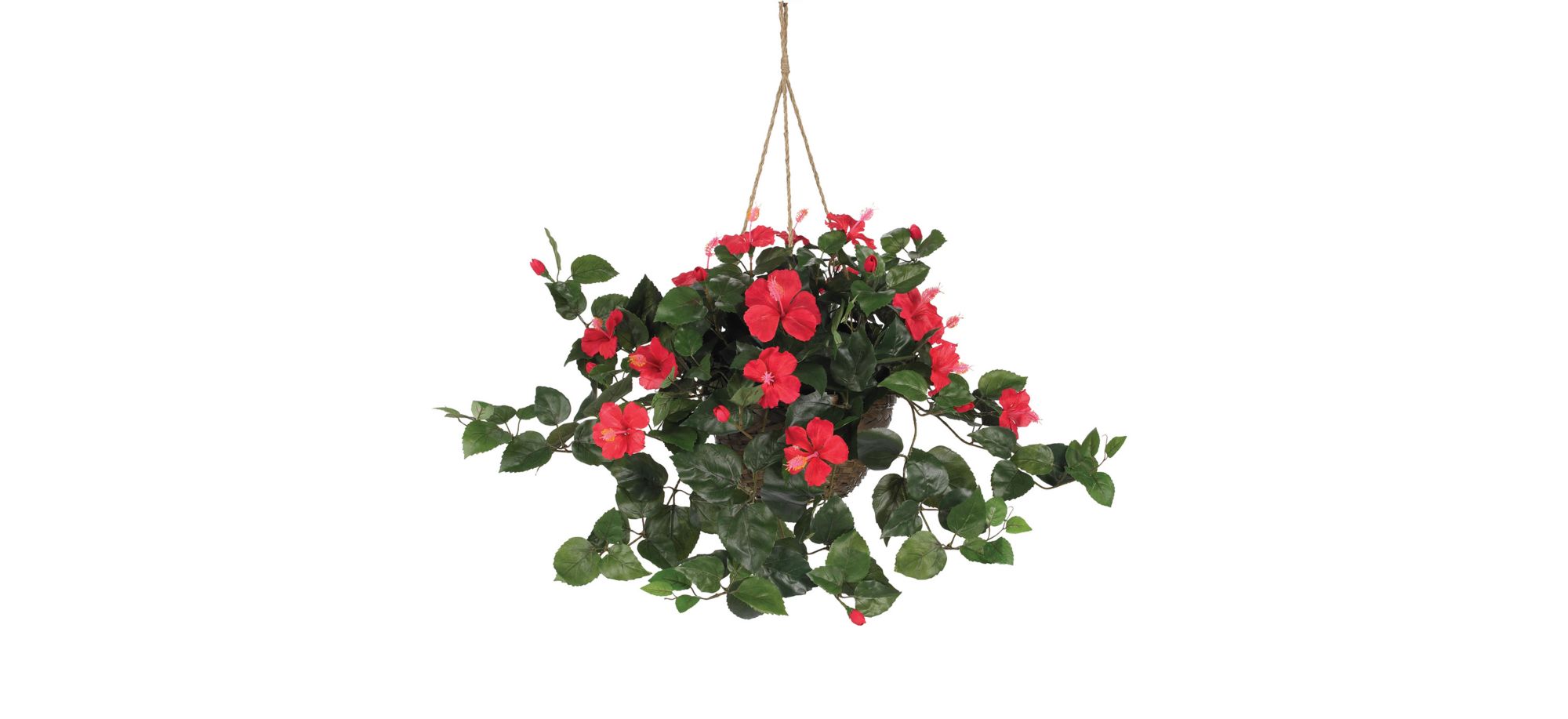Hibiscus Hanging Basket in Red by Bellanest