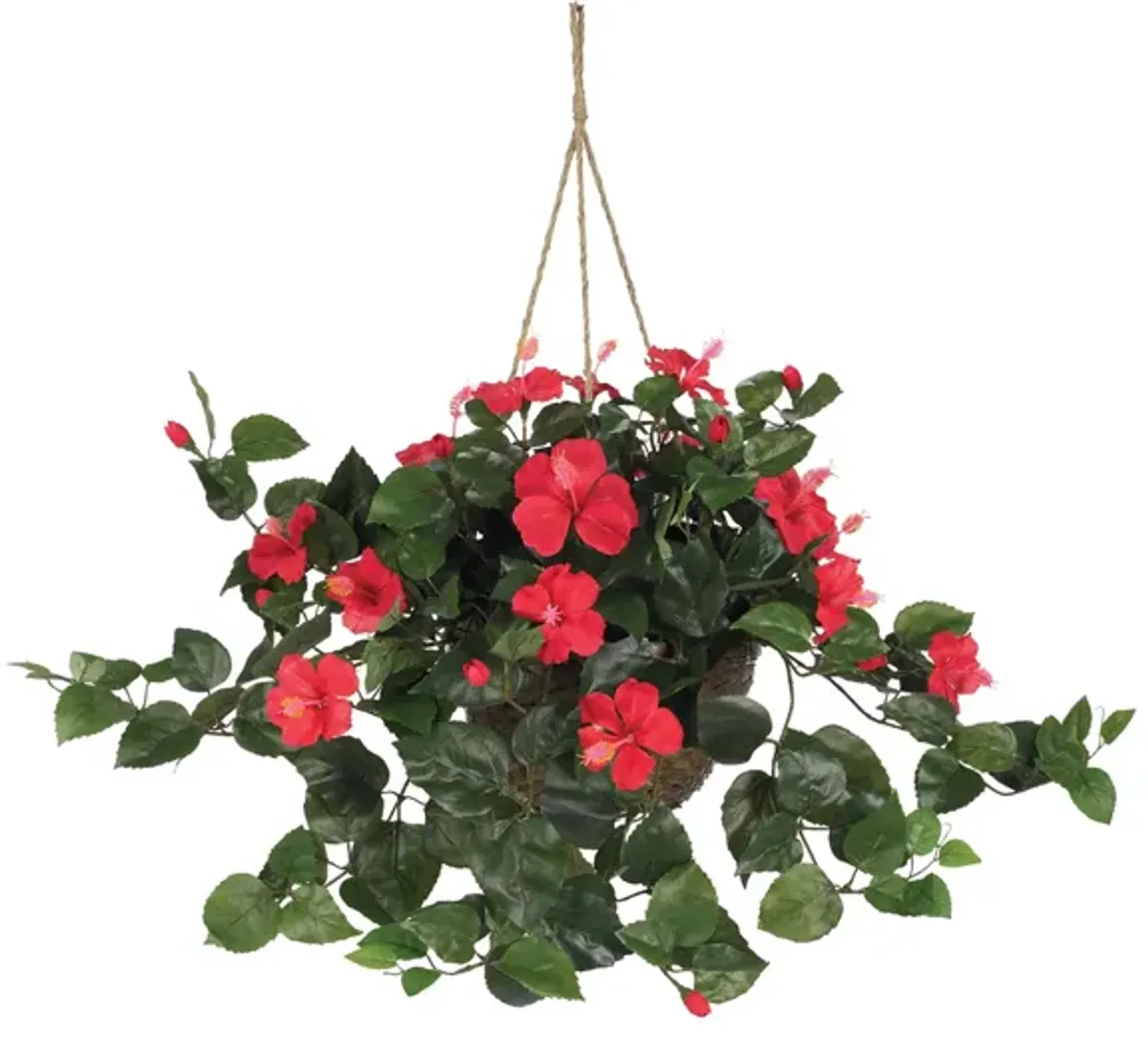 Hibiscus Hanging Basket