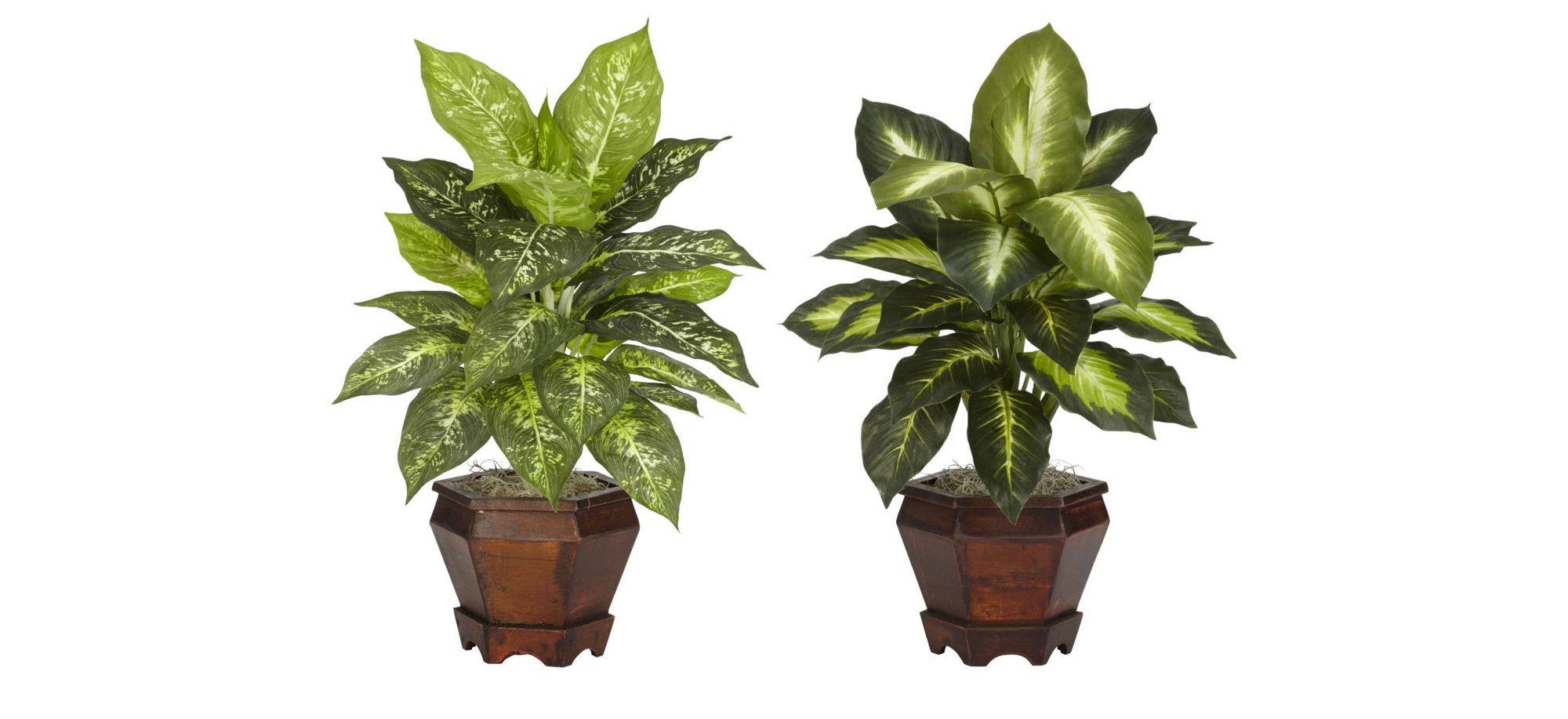 Dieffenbachia with Wood Vase Silk Plant (Set of 2) in Assorted by Bellanest
