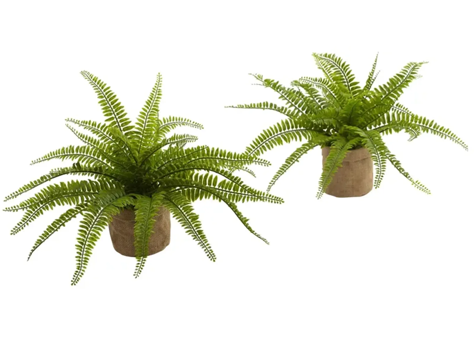 Boston Fern with Burlap Planter (Set of 2) in Green by Bellanest