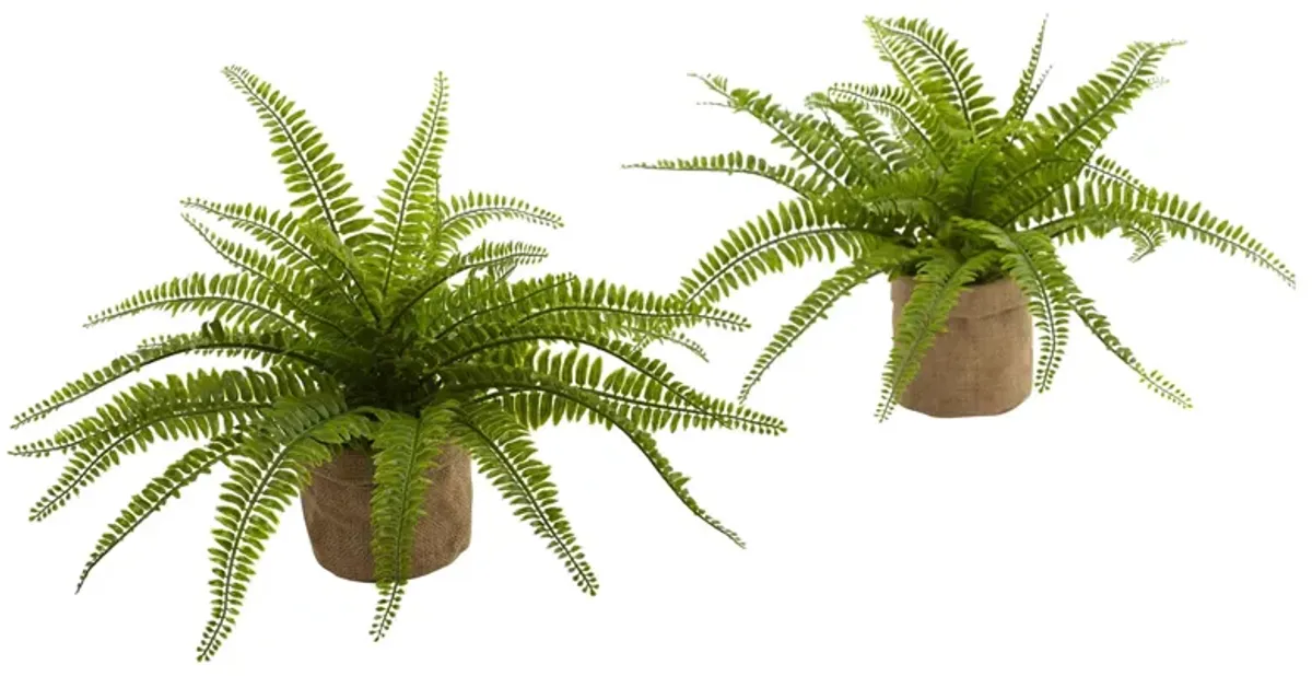 Boston Fern with Burlap Planter (Set of 2) in Green by Bellanest