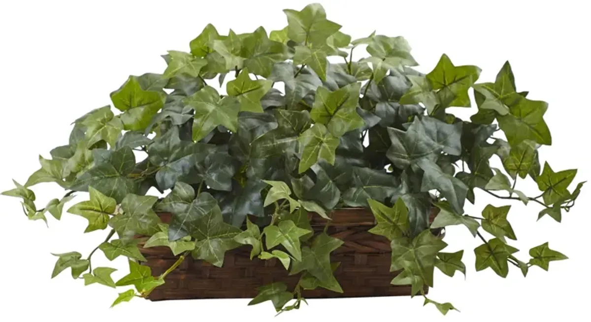 Puff Ivy with Ledge Basket