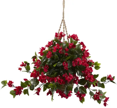 Bougainvillea Hanging Basket (Indoor/Outdoor) in Red by Bellanest