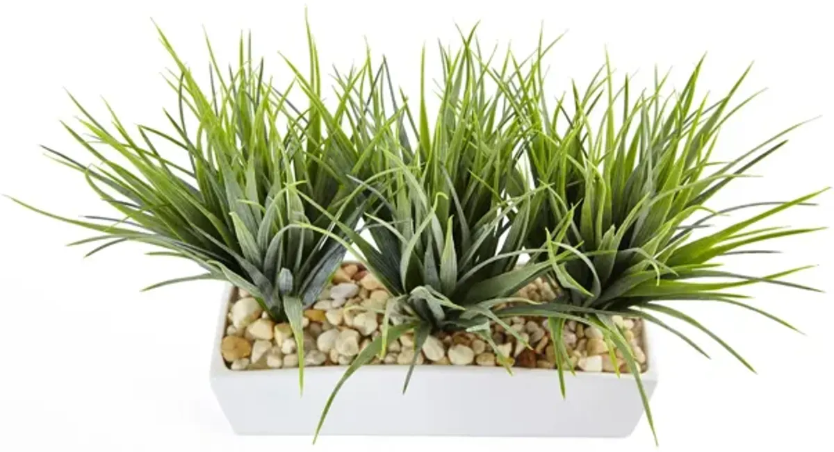 Vanilla Grass in Rectangular Planter